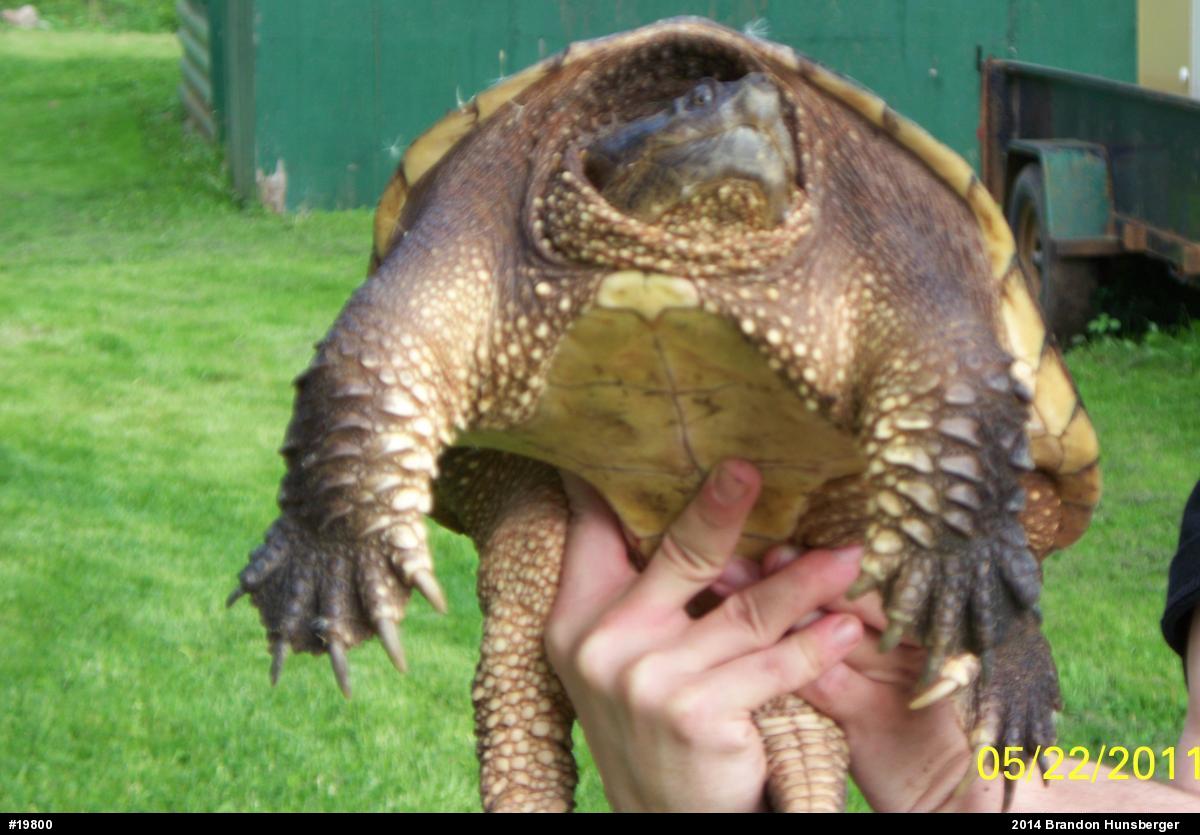 Snapping Turtle