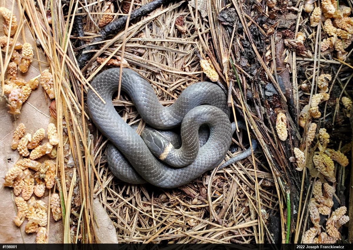 Northern Ring-necked Snake