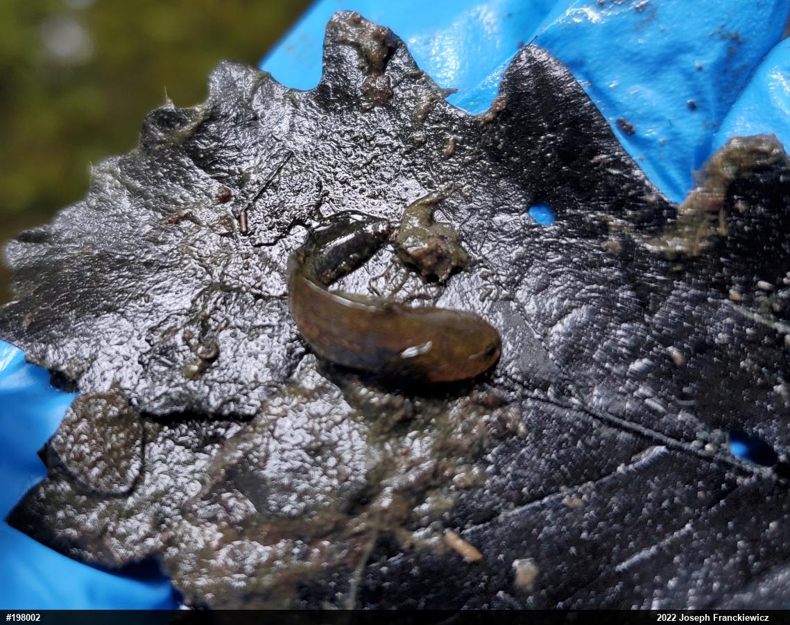Mole Salamanders