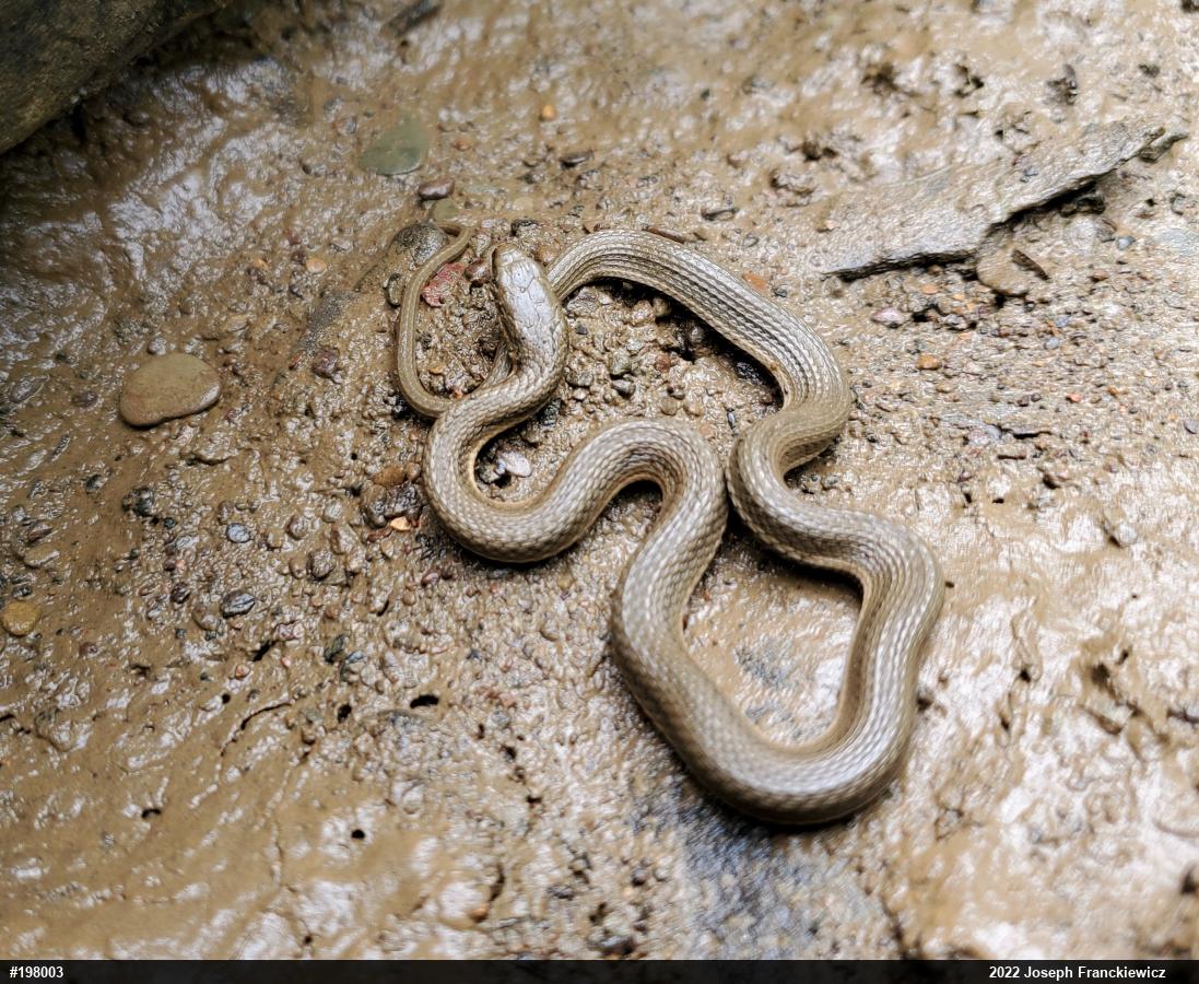 Queensnake