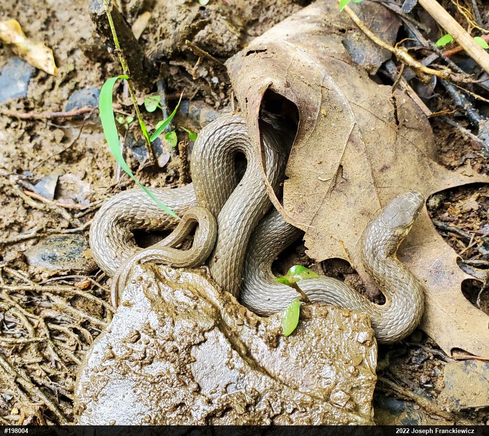 Queensnake