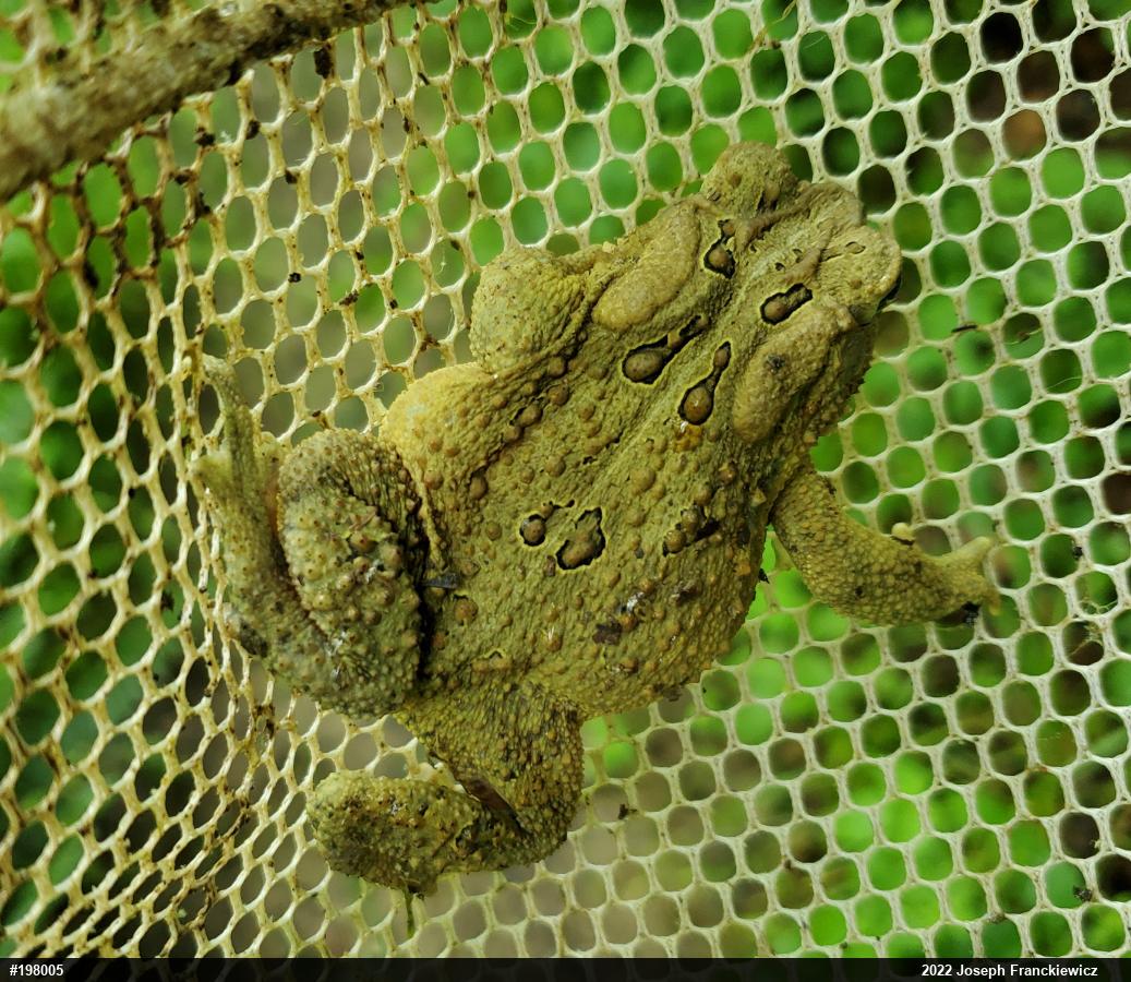 Eastern American Toad