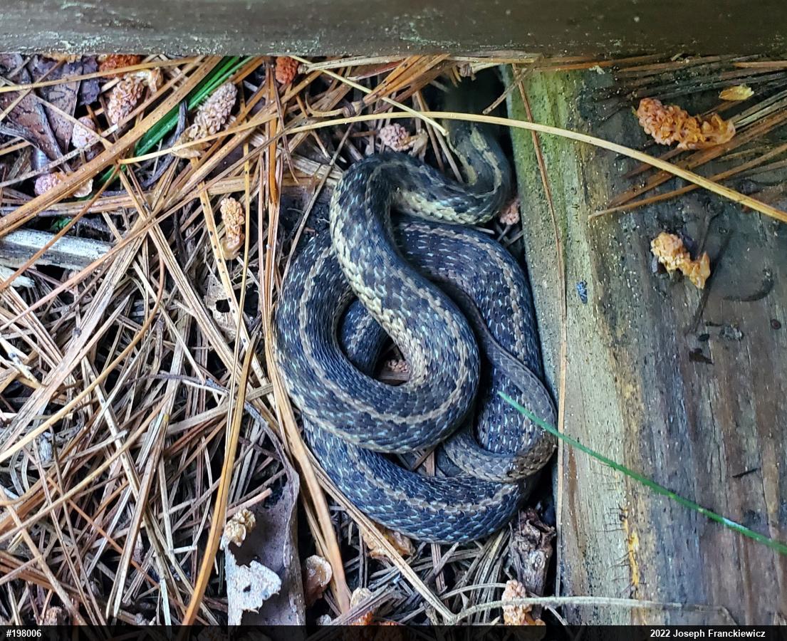 Eastern Gartersnake