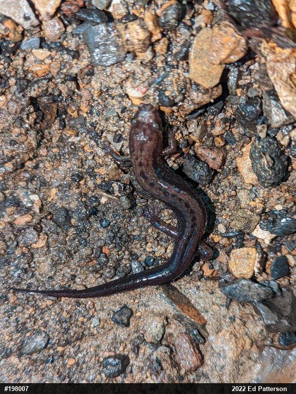 Allegheny Mountain Dusky Salamander