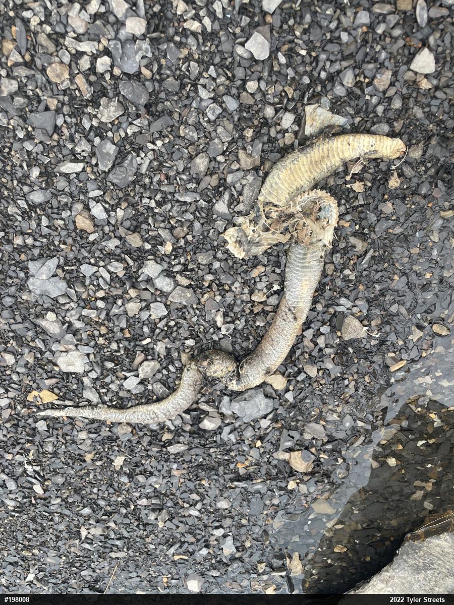 Northern Watersnake