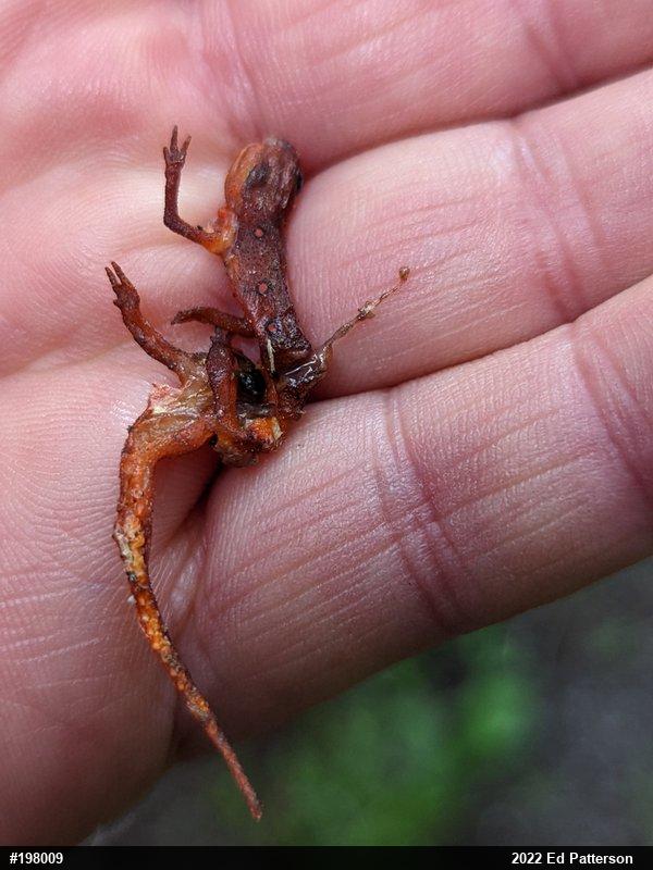 Red-spotted Newt