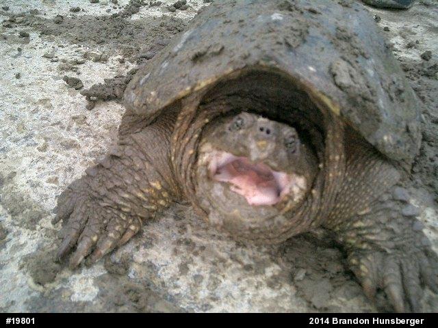 Snapping Turtle