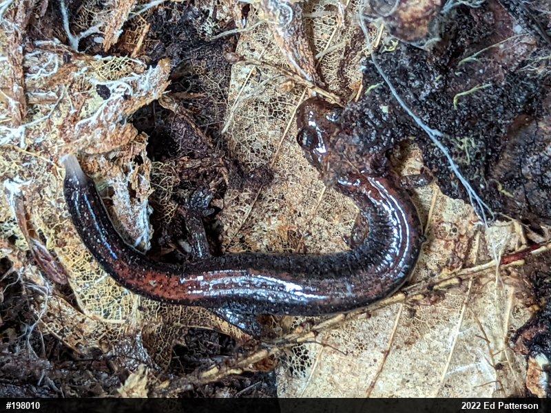 Eastern Red-backed  Salamander