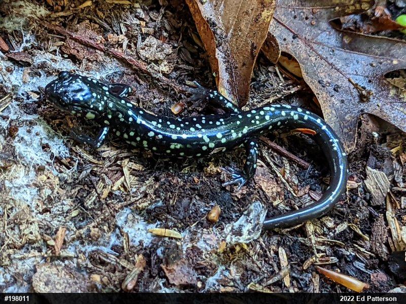 Northern Slimy Salamander