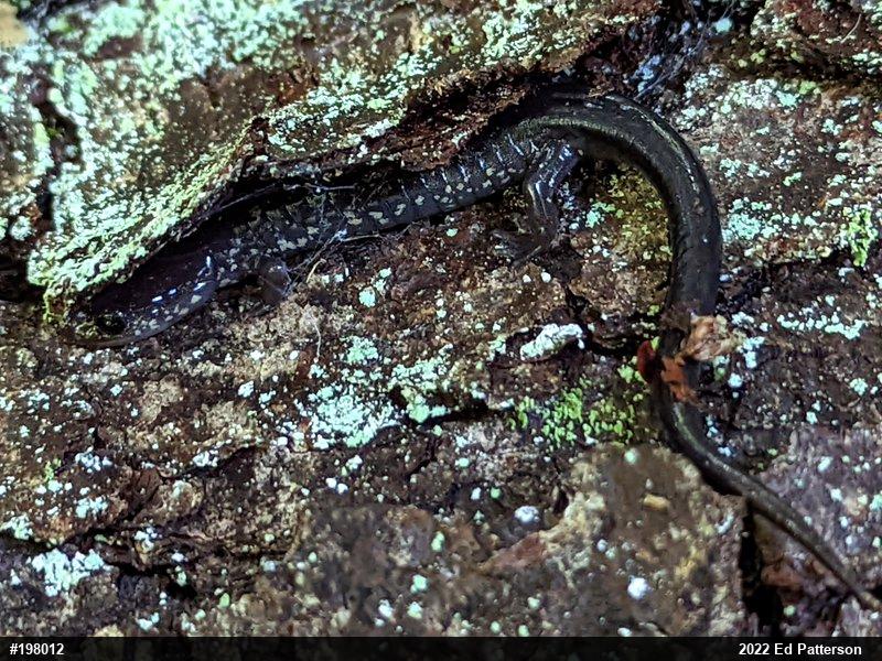 Wehrle's Salamander