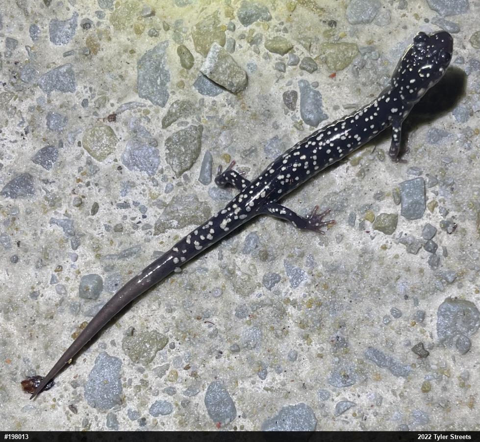 Northern Slimy Salamander