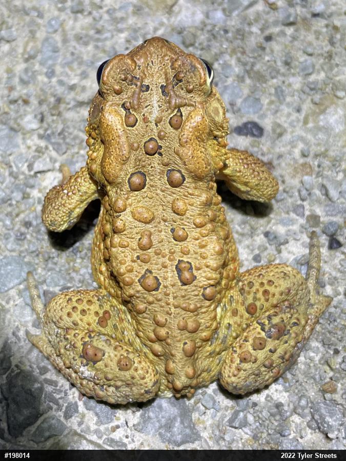 Eastern American Toad