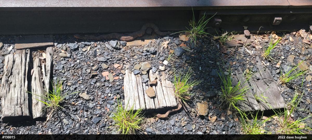 Northern Copperhead