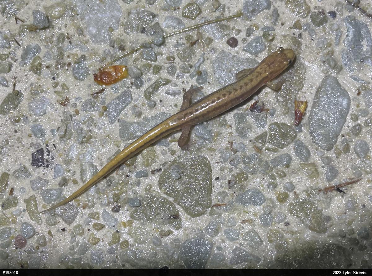 Allegheny Mountain Dusky Salamander