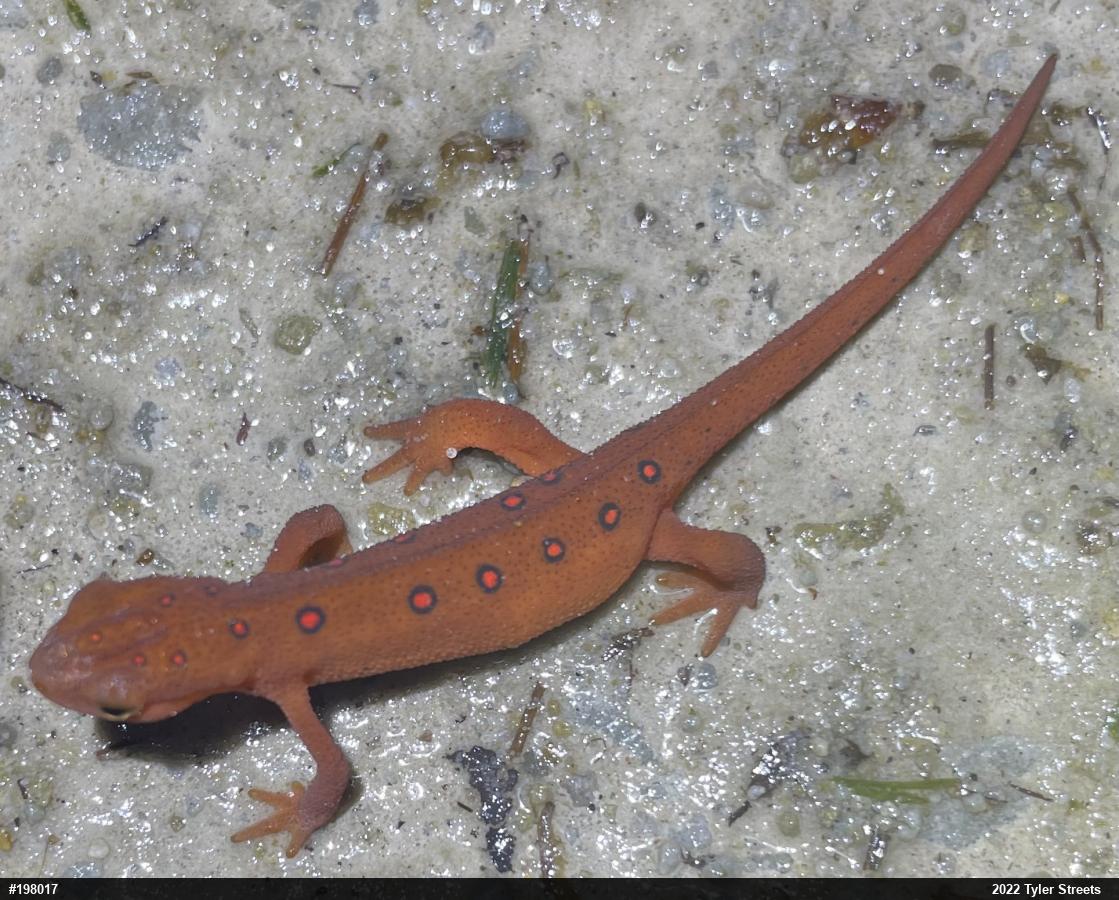 Red-spotted Newt