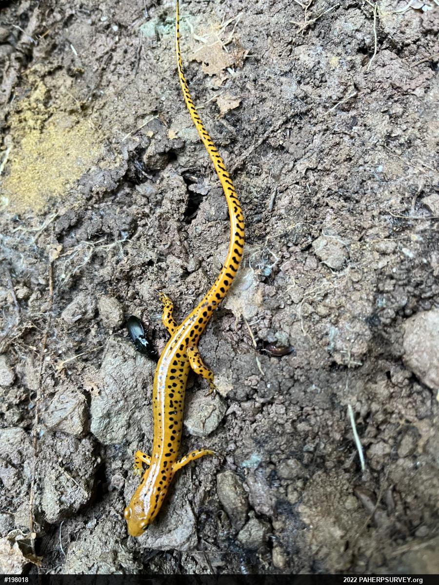 Eastern Long-tailed Salamander
