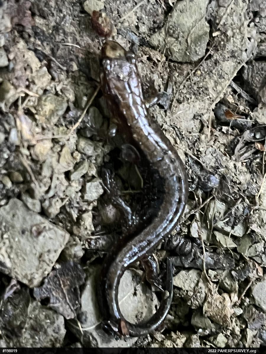 Allegheny Mountain Dusky Salamander