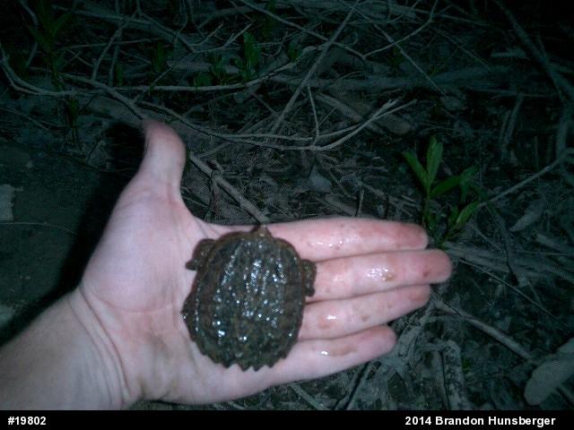 Snapping Turtle