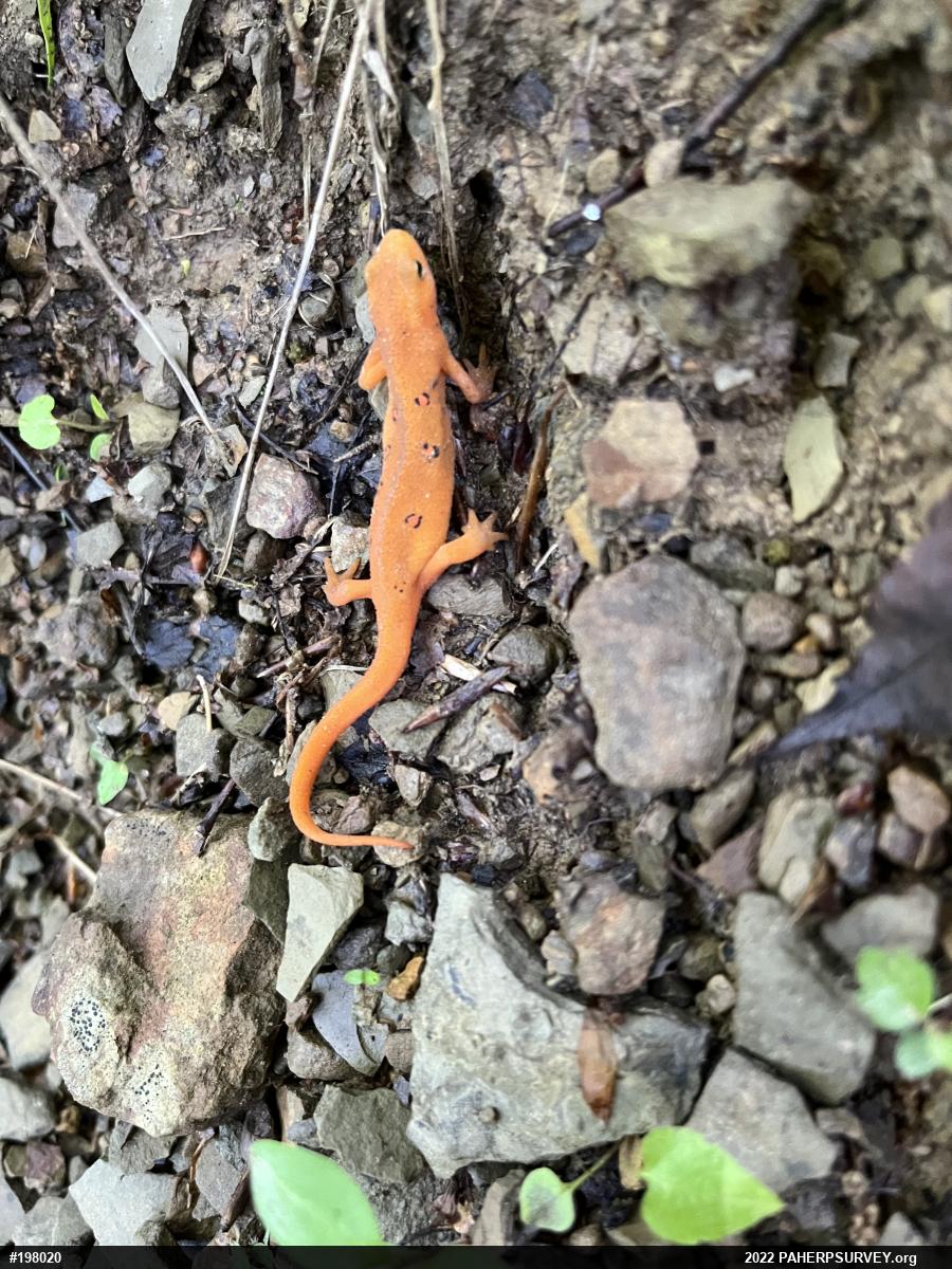 Red-spotted Newt