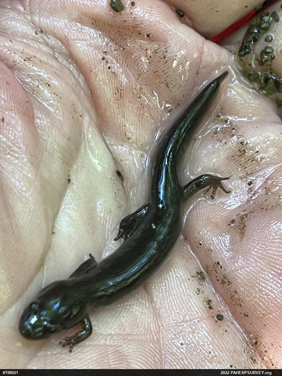 Northern Dusky Salamander