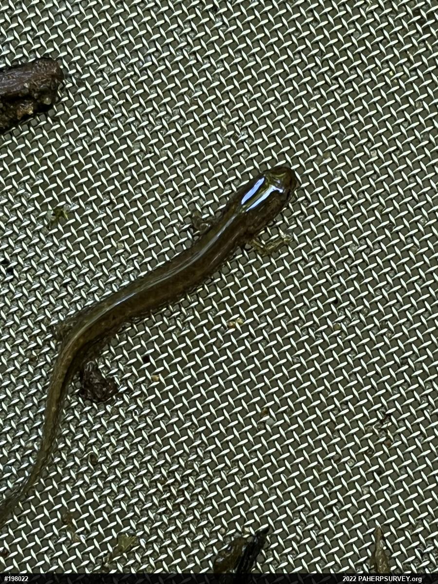 Northern Two-lined Salamander
