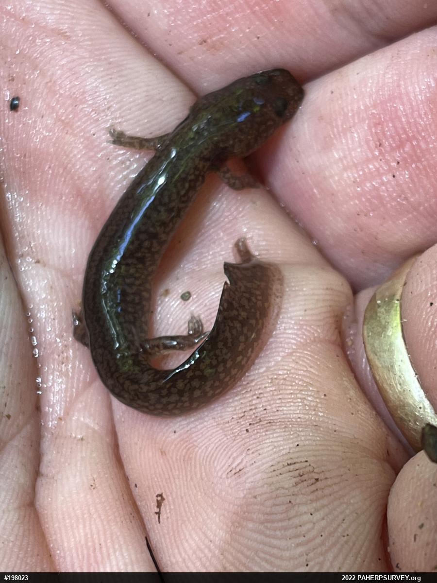 Northern Spring Salamander