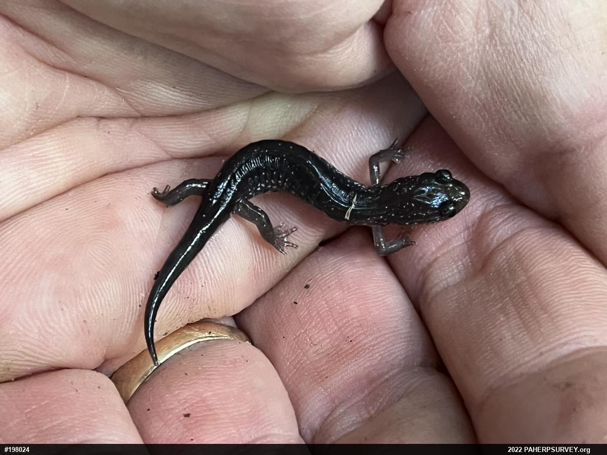 Wehrle's Salamander