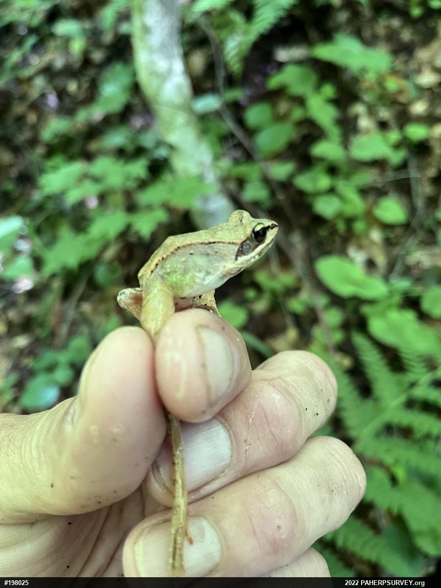 Wood Frog