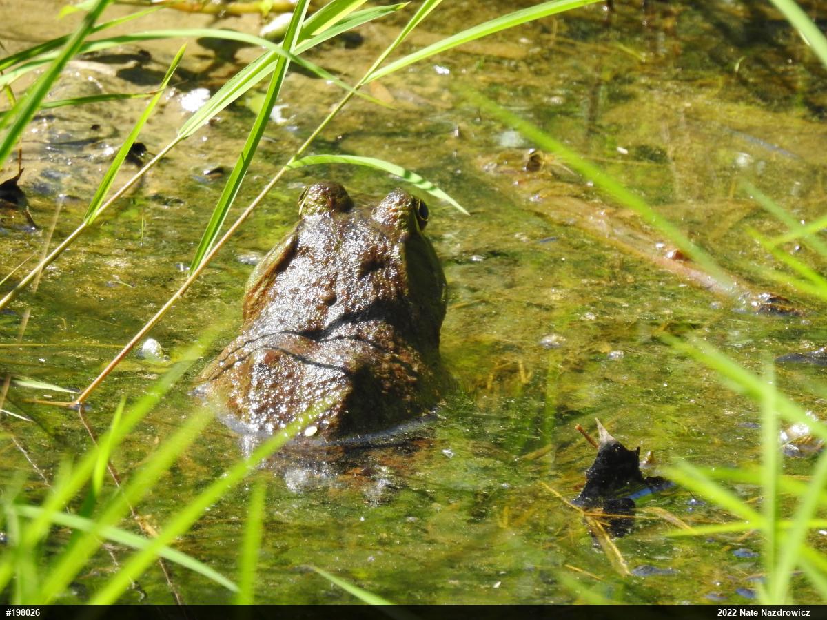 American Bullfrog