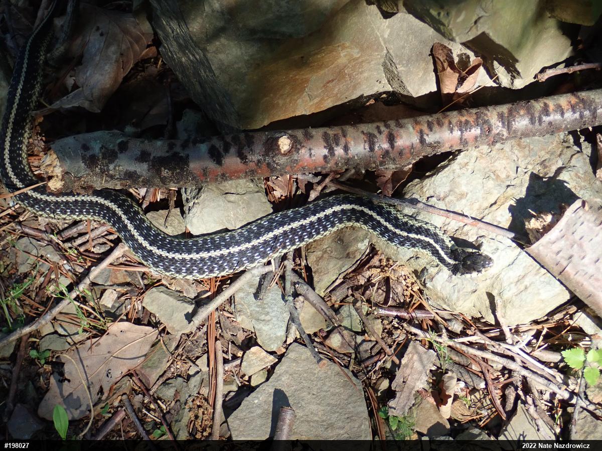 Eastern Gartersnake