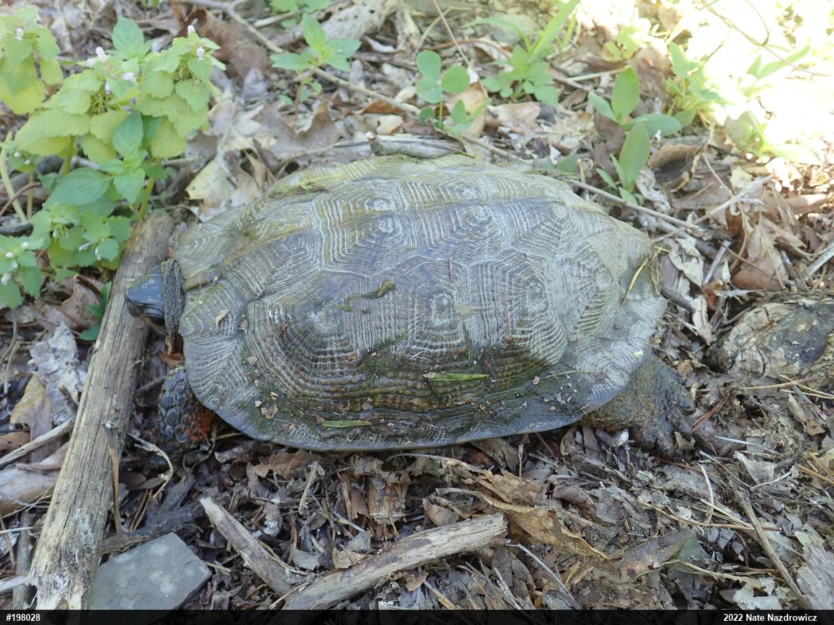 Wood Turtle