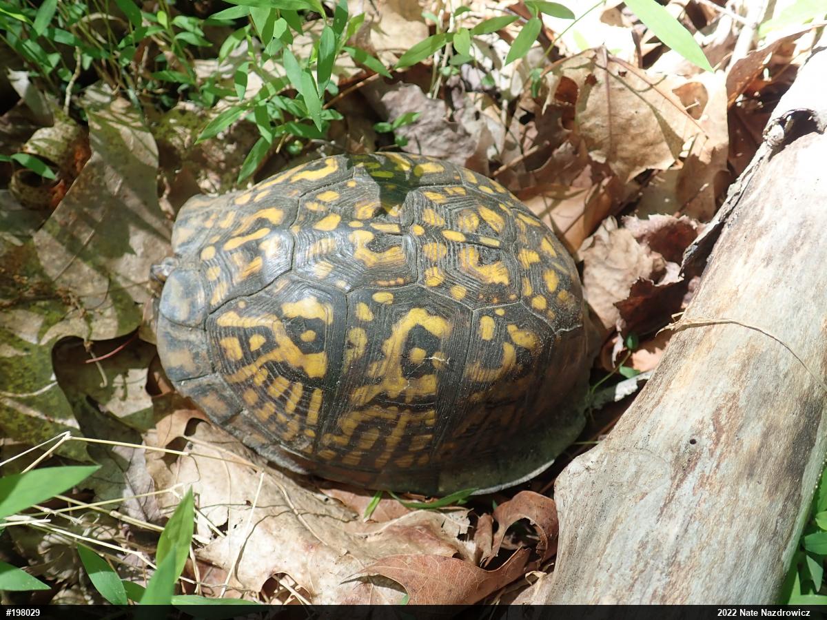 Eastern Box Turtle