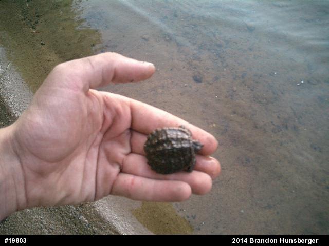 Snapping Turtle