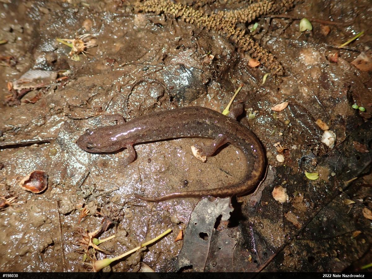 Northern Dusky Salamander