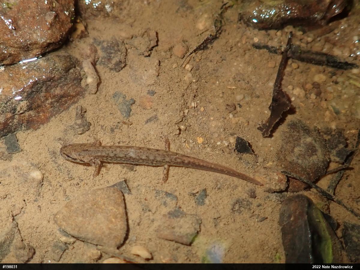 Northern Two-lined Salamander