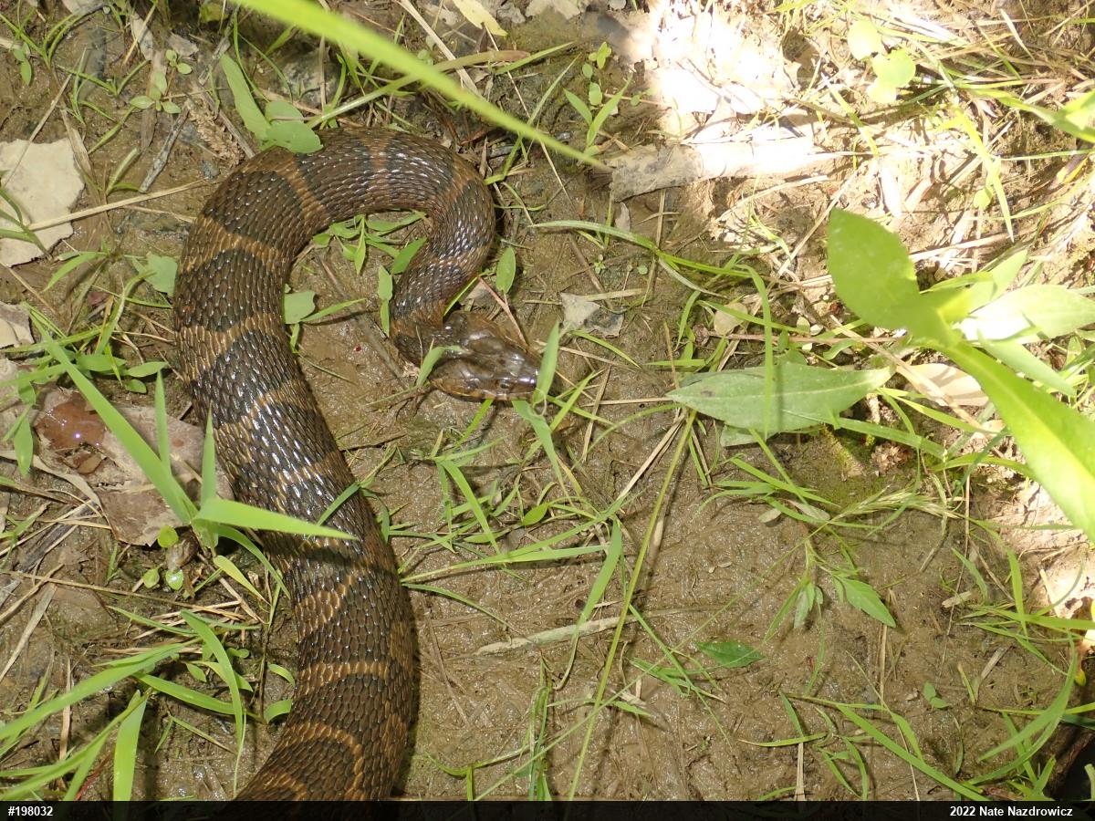 Northern Watersnake