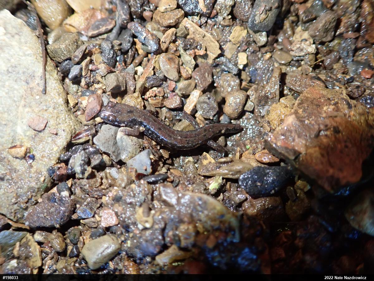 Northern Dusky Salamander