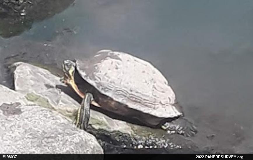 Yellow-bellied Slider