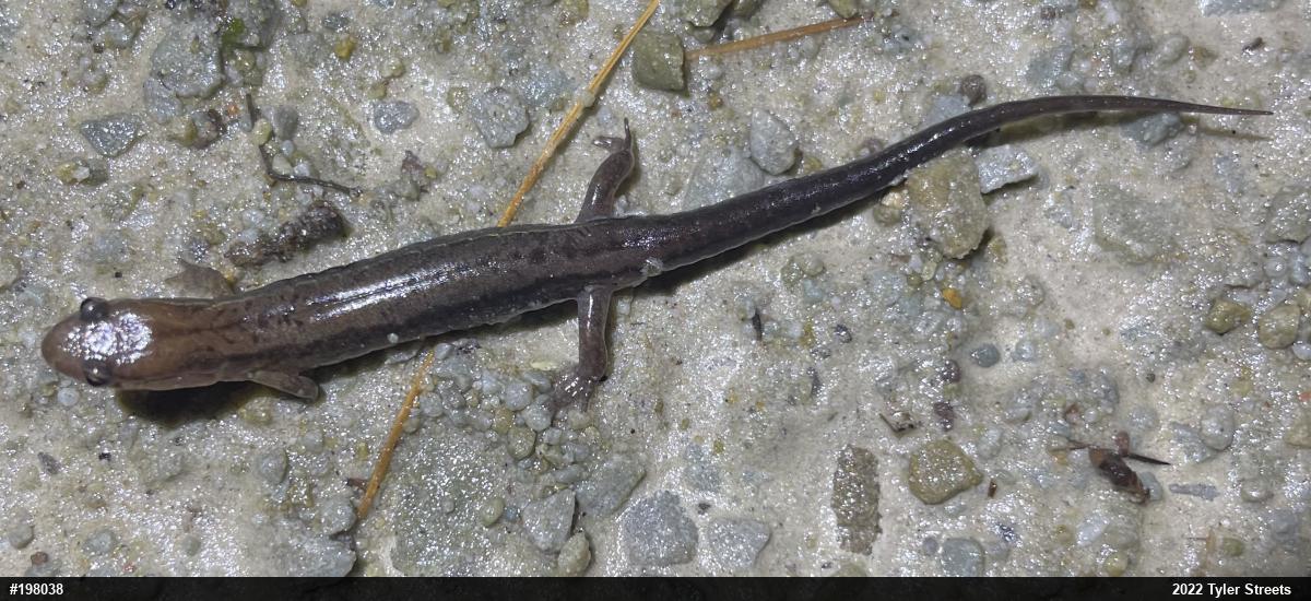 Allegheny Mountain Dusky Salamander
