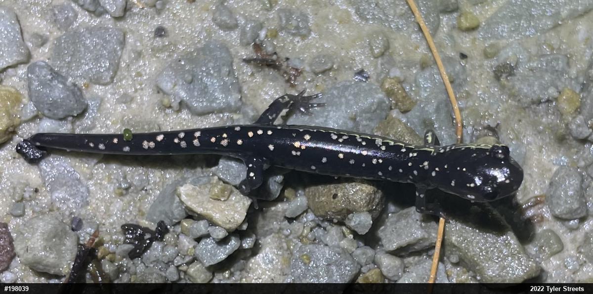 Northern Slimy Salamander
