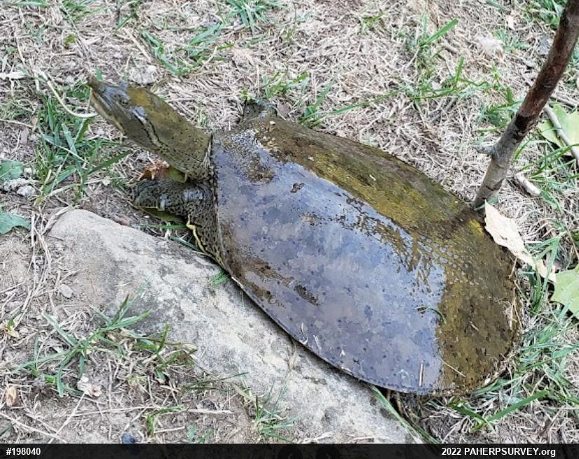 Eastern Spiny Softshell