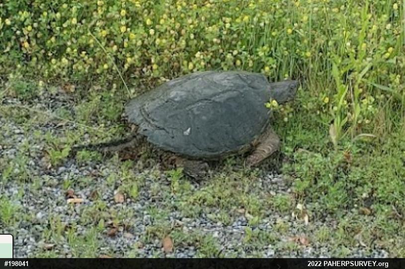 Snapping Turtle
