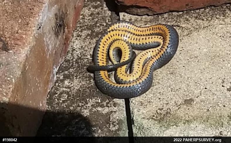 Northern Ring-necked Snake