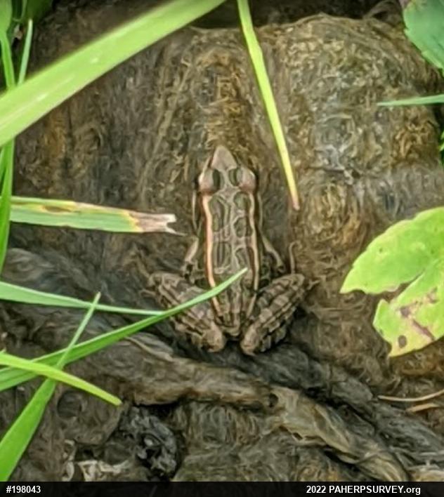 Pickerel Frog