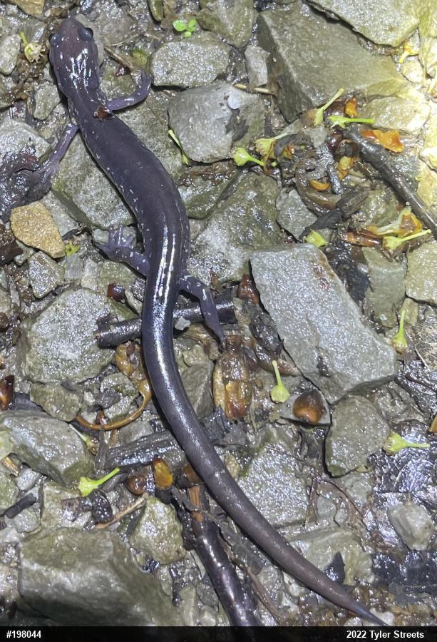 Wehrle's Salamander