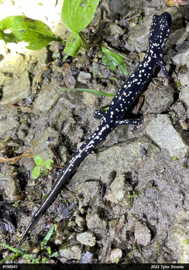 Northern Slimy Salamander