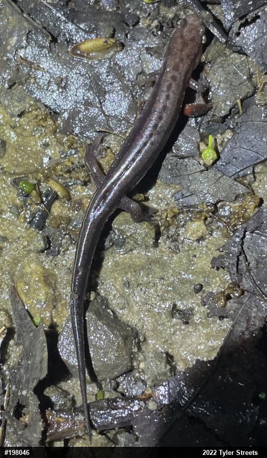 Allegheny Mountain Dusky Salamander
