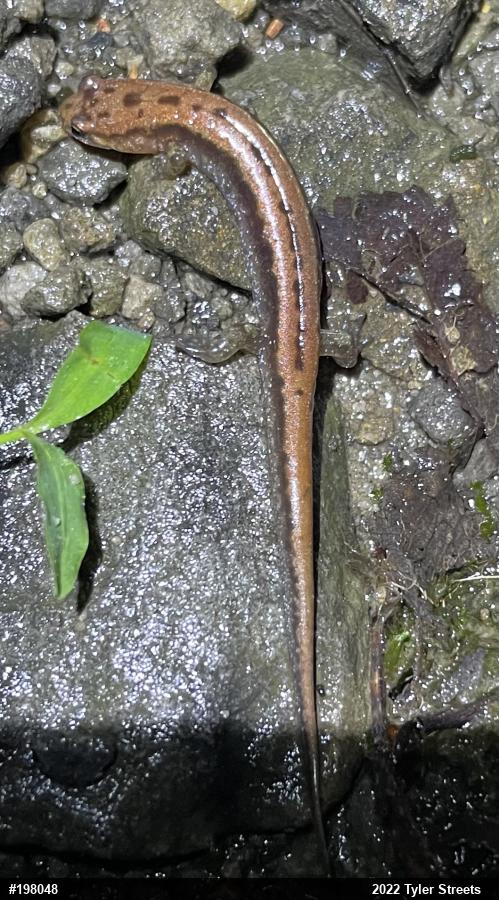 Allegheny Mountain Dusky Salamander