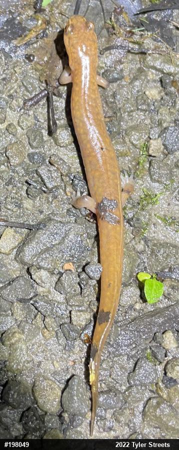 Northern Spring Salamander