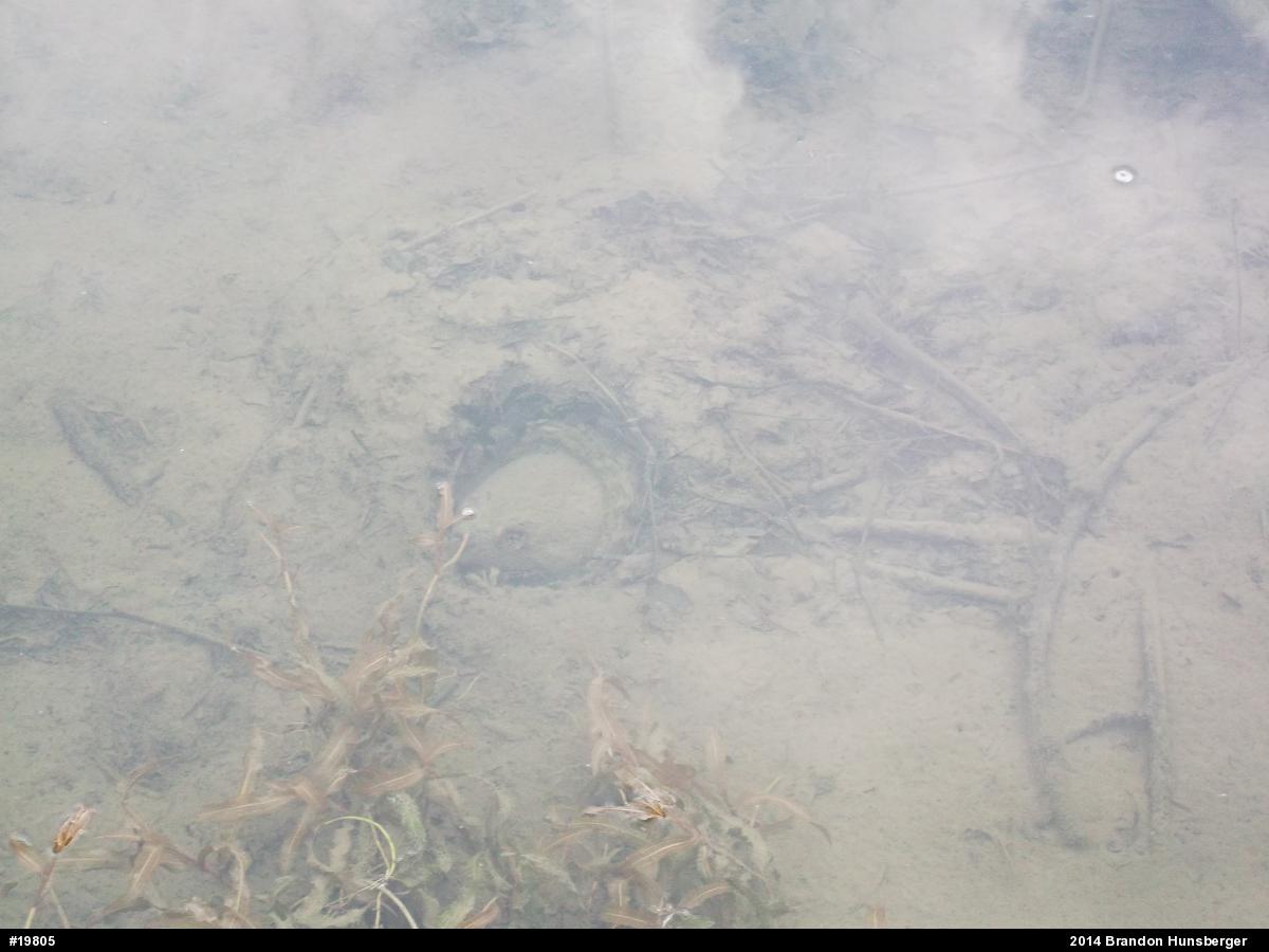 Snapping Turtle